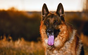 Обои для рабочего стола: Красавчик