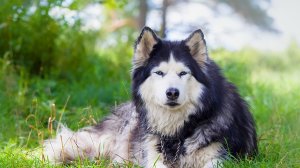 Обои для рабочего стола: husky