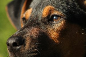 Обои для рабочего стола: Глянцевые глаза
