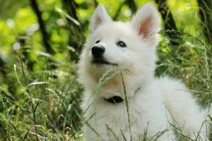 Обои для рабочего стола: Белый щенок