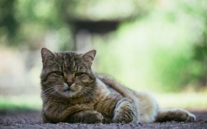 Обои для рабочего стола: Серый котяра