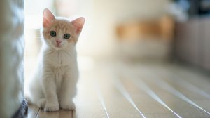 Обои для рабочего стола: Тихий кот