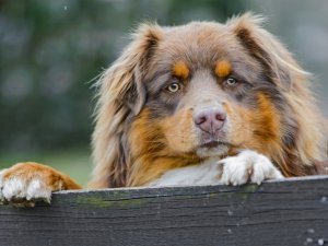 Обои для рабочего стола: Симпотяжка