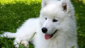 Обои для рабочего стола: Белый пушистик