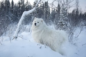Обои для рабочего стола: Белый ком