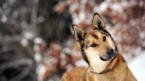 Обои для рабочего стола: Снежный пес