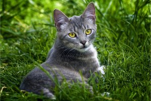 Обои для рабочего стола: Кошка на газоне