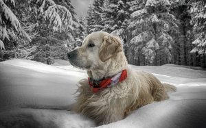 Обои для рабочего стола: Белый пес
