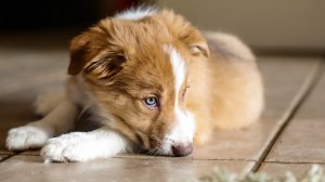 Обои для рабочего стола: Домашний пёс