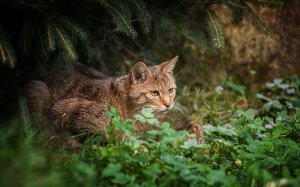 Обои для рабочего стола: Лесная кошка