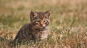 Обои для рабочего стола: Котёнок на траве