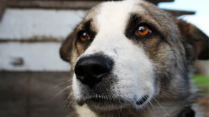 Обои для рабочего стола: Сама доброта