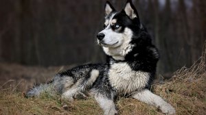 Обои для рабочего стола: Дикий хаски