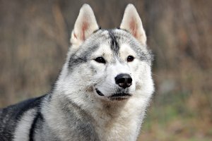 Обои для рабочего стола: Ручной волк