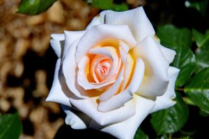 Обои для рабочего стола: \Roses_Closeup_White