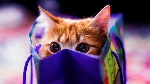 Обои для рабочего стола: Котёнок в сумке