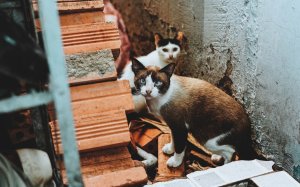 Обои для рабочего стола: Косой кот