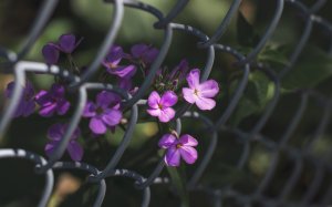 Обои для рабочего стола: Сирень через сетку