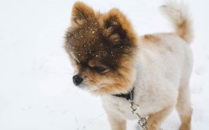 Обои для рабочего стола: Собака-мишка