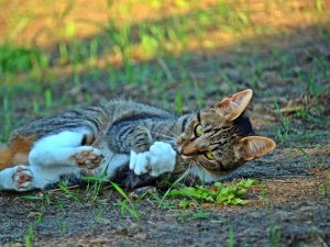 Обои для рабочего стола: Кошачий захват