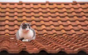 Обои для рабочего стола: Кот на крыше