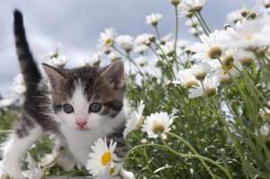Обои для рабочего стола: Котенок в ромашках