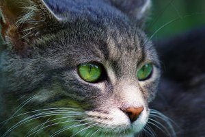 Обои для рабочего стола: Зеленоокий