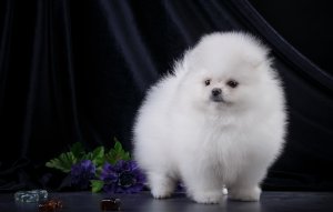 Обои для рабочего стола: Белый ком