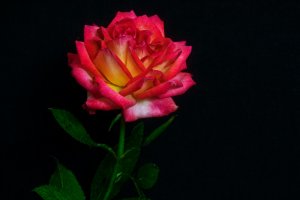 Обои для рабочего стола: Розовая с желтым
