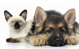 Котенок и щенок - скачать обои на рабочий стол
