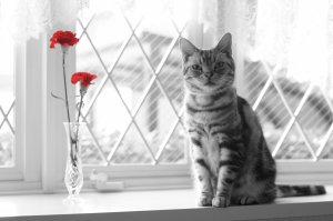 Обои для рабочего стола: Кот на окне