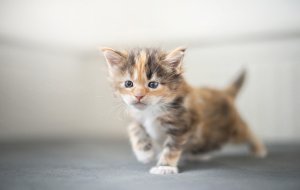 Обои для рабочего стола: Малыш-котик