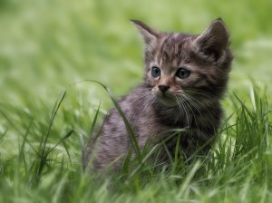 Обои для рабочего стола: Котенок в траве