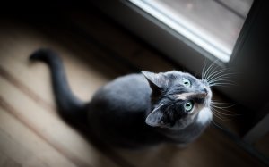 Обои для рабочего стола: Серенький котик