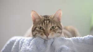 Обои для рабочего стола: Задумчивый кот