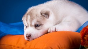 Обои для рабочего стола: Щенок хаски