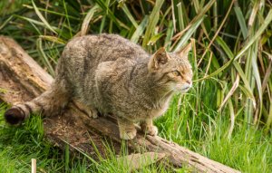 Обои для рабочего стола: Кот на бревне