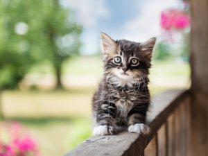Обои для рабочего стола: Голубоглазый котейка
