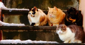 Обои для рабочего стола: Коты на ступенях