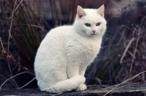 Обои для рабочего стола: Белый котейка