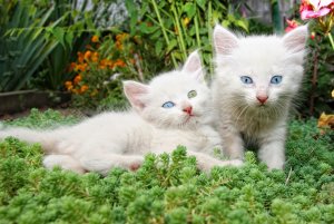 Обои для рабочего стола: Котики-альбиносы