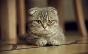 Обои для рабочего стола: Шотландский котейка