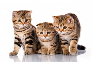 Обои для рабочего стола: Шотландские котята
