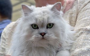 Обои для рабочего стола: Белый пухнастик