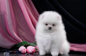 Обои для рабочего стола: Белый шпиц