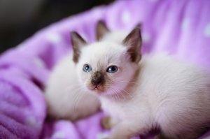 Обои для рабочего стола: Котики сиамы