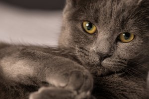 Обои для рабочего стола: Плюшка