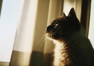 Обои для рабочего стола: В свете 