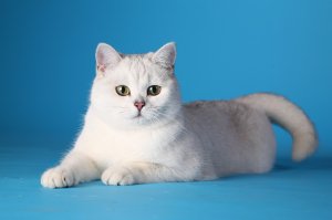Обои для рабочего стола: Белый няшка