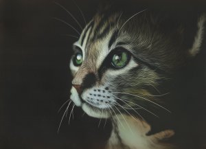Обои для рабочего стола: Котенок карандашом